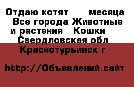 Отдаю котят. 1,5 месяца - Все города Животные и растения » Кошки   . Свердловская обл.,Краснотурьинск г.